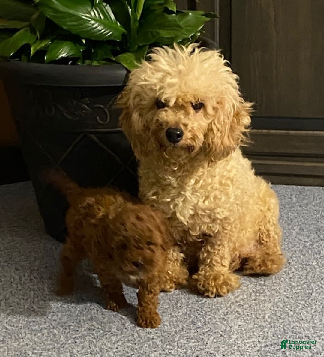 Yorkiepoo dogs for sale: Paxton - Image 4