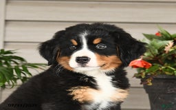 Bernese Mountain Dog dogs for sale: Bailey - Image 2