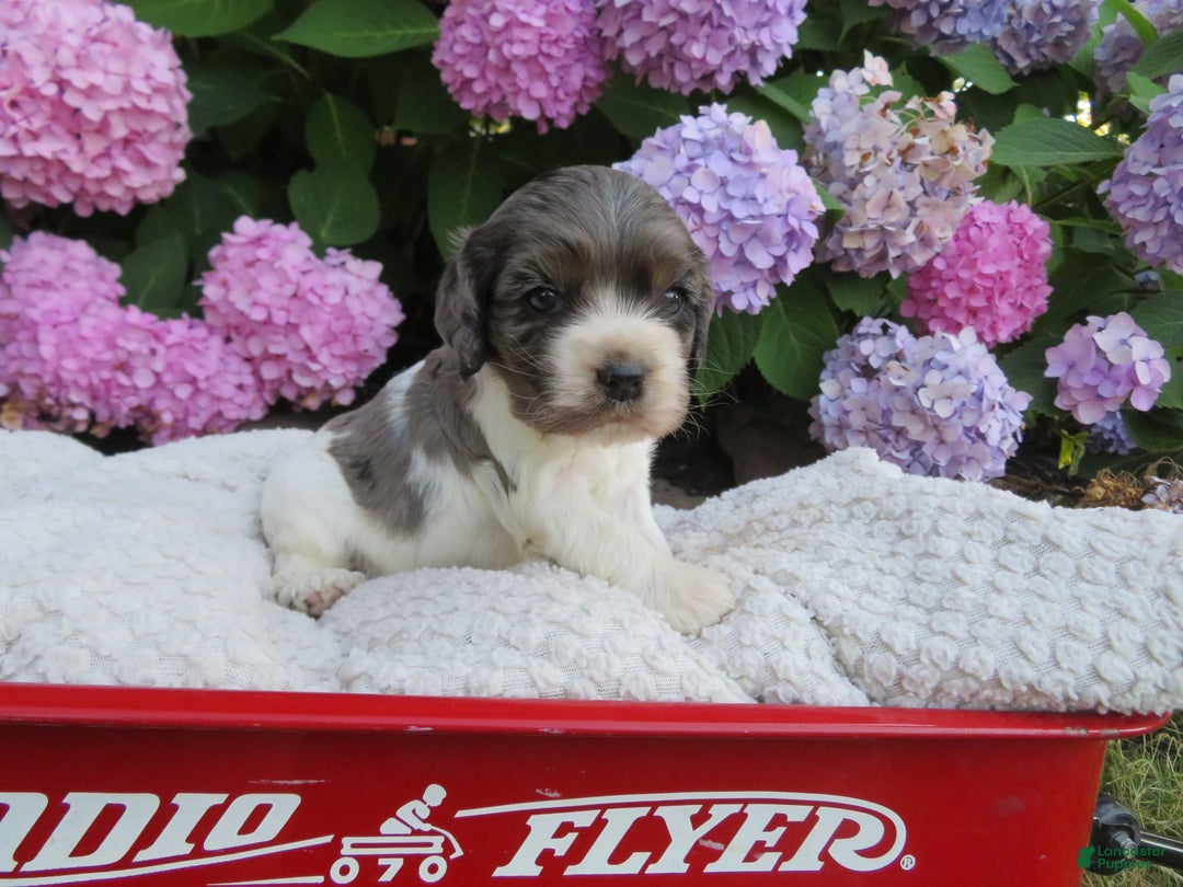 Cocker Spaniel dogs for sale: Zoey - Image 5