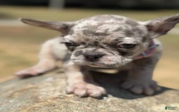 French Bulldog dogs for sale: Oreo - Image 2