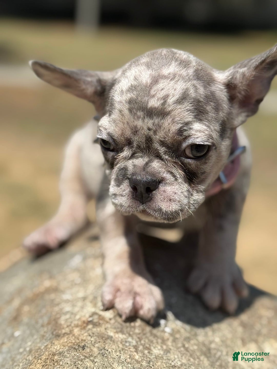 French Bulldog dogs for sale: Oreo - Image 2
