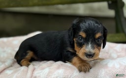 Miniature Dachshund dogs for sale: Dusty - Image 3