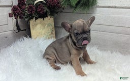 French Bulldog dogs for sale: French Bulldog 2 puppies - Image 11