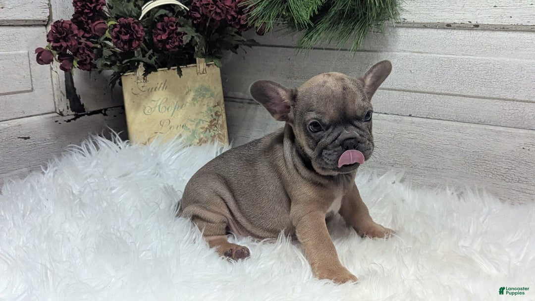 French Bulldog dogs for sale: French Bulldog 2 puppies - Image 11