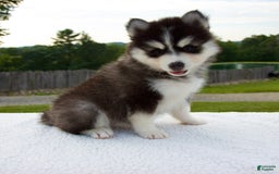 Pomsky dogs for sale: Libby - Image 5