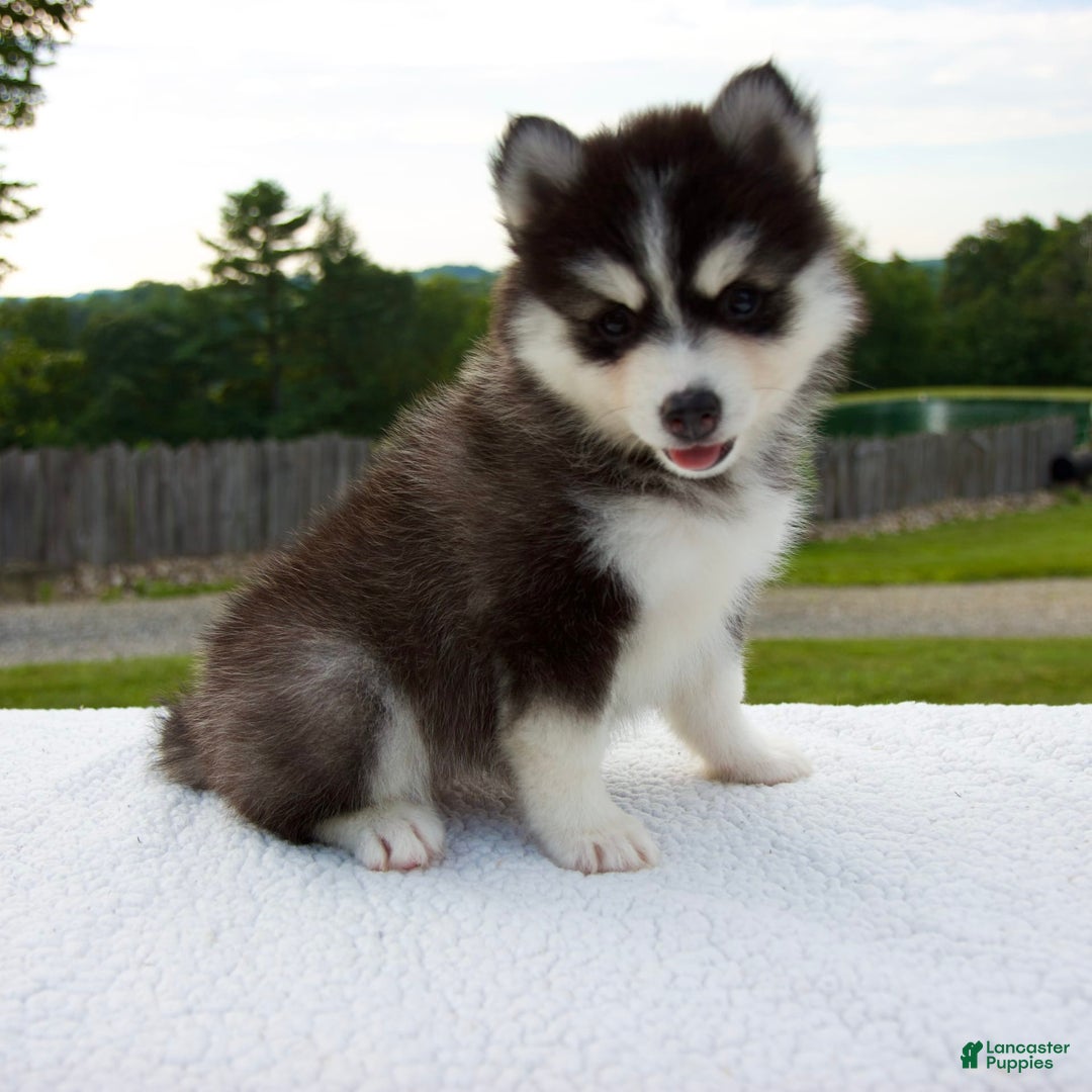 Pomsky dogs for sale: Libby - Image 5