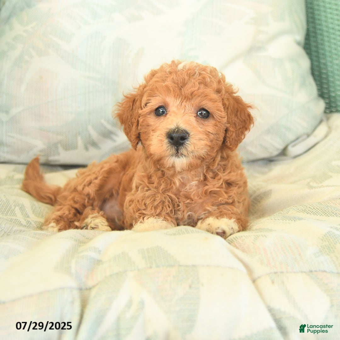 Miniature Poodle dogs for sale: Toto - Image 5