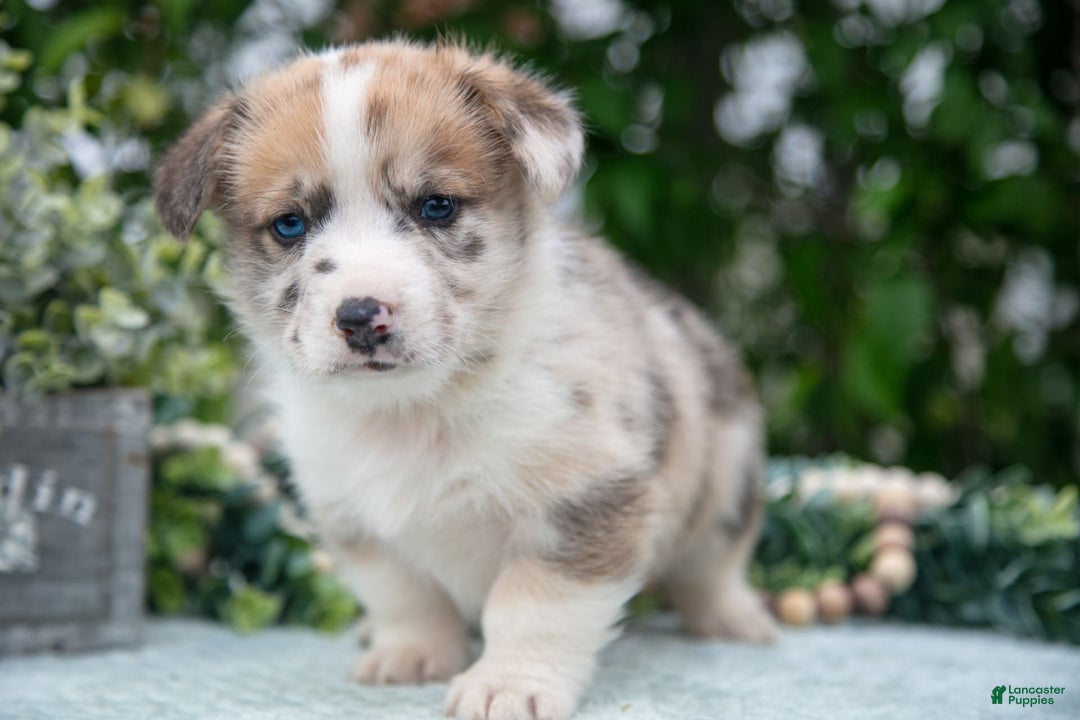 Welsh Corgi Pembroke dogs for sale: Milly - Image 1