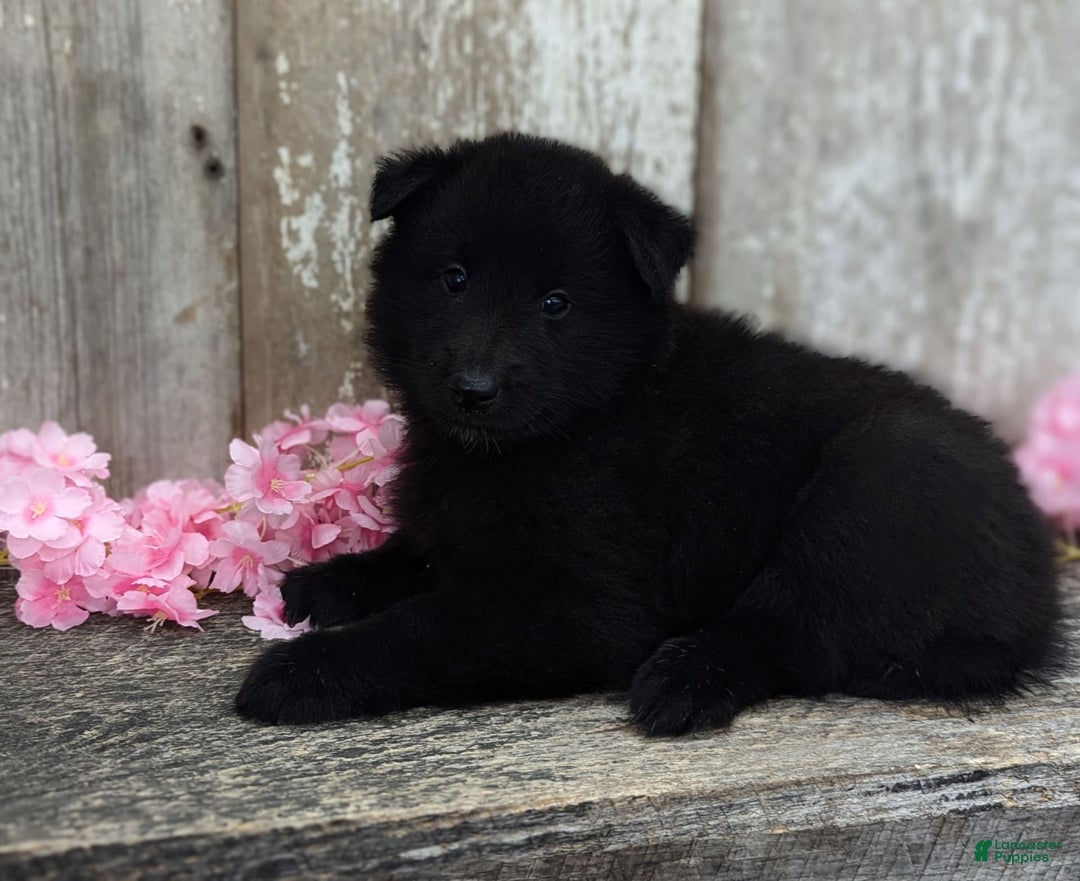 categoriesInfo:categoryAttributeOptions.pets.dogs.breed.belgianGroenendael dogs for sale: Abby - Image 2