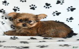 Shorkie dogs for sale: Kate - Image 3
