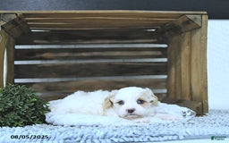 Cavapoo dogs for sale: Zoey - Image 2