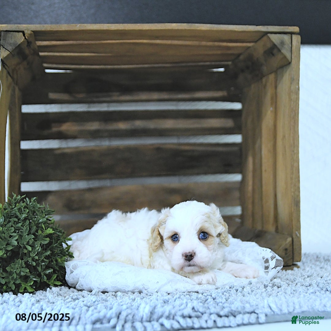 Cavapoo dogs for sale: Zoey - Image 2