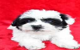 Yorkiepoo dogs for sale: Polly - Image 3