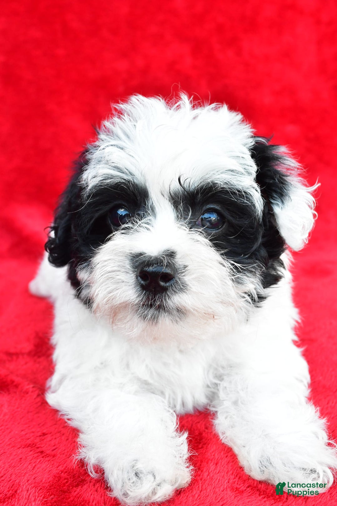 Yorkiepoo dogs for sale: Polly - Image 3
