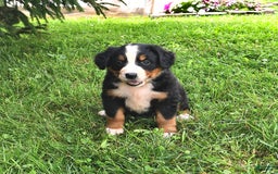 Bernese Mountain Dog dogs for sale: Licia - Listing for pets: Lael, Licia, Vincent, Virgil - Image 4