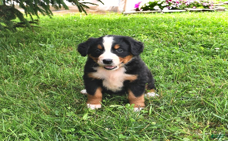 Bernese Mountain Dog dogs for sale - Ad 4