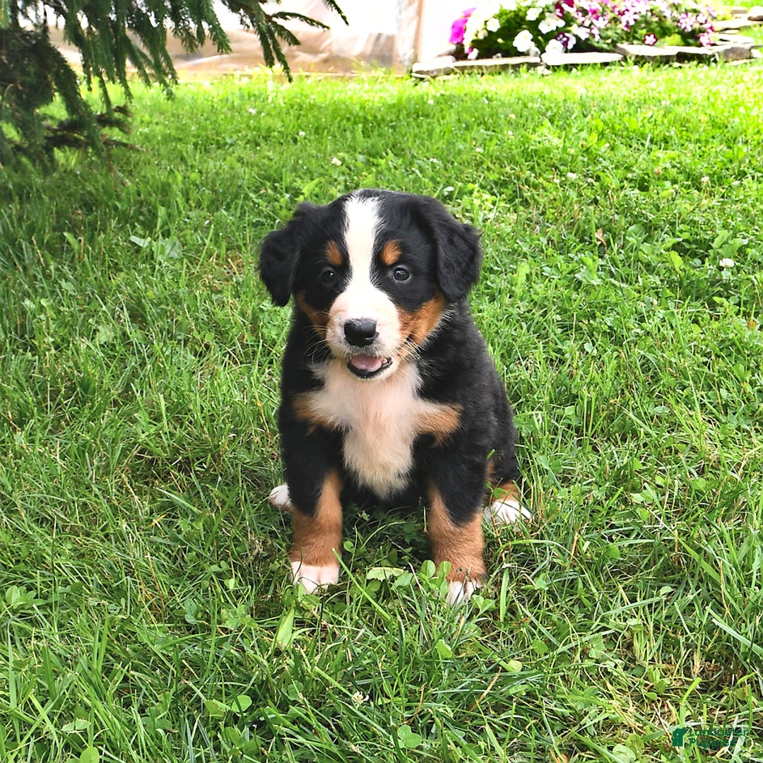 Bernese Mountain Dog dogs for sale: Licia - Listing for pets: Lael, Licia, Vincent, Virgil - Image 4