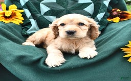 Cocker Spaniel dogs for sale: Kendal - Image 4