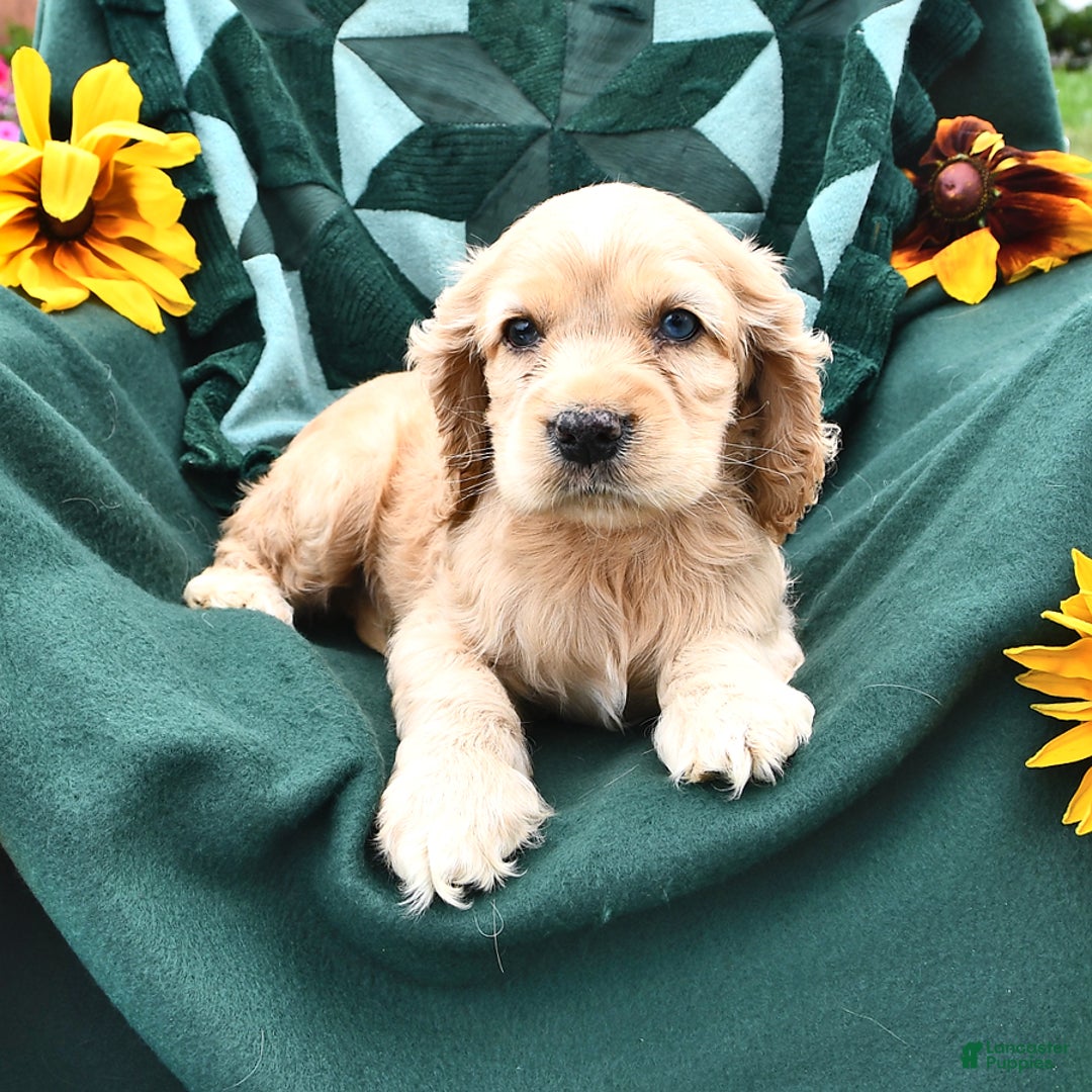 Cocker Spaniel dogs for sale: Kendal - Image 4