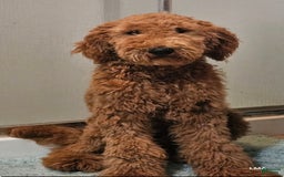 Goldendoodle dogs for sale: Bluey - Image 3