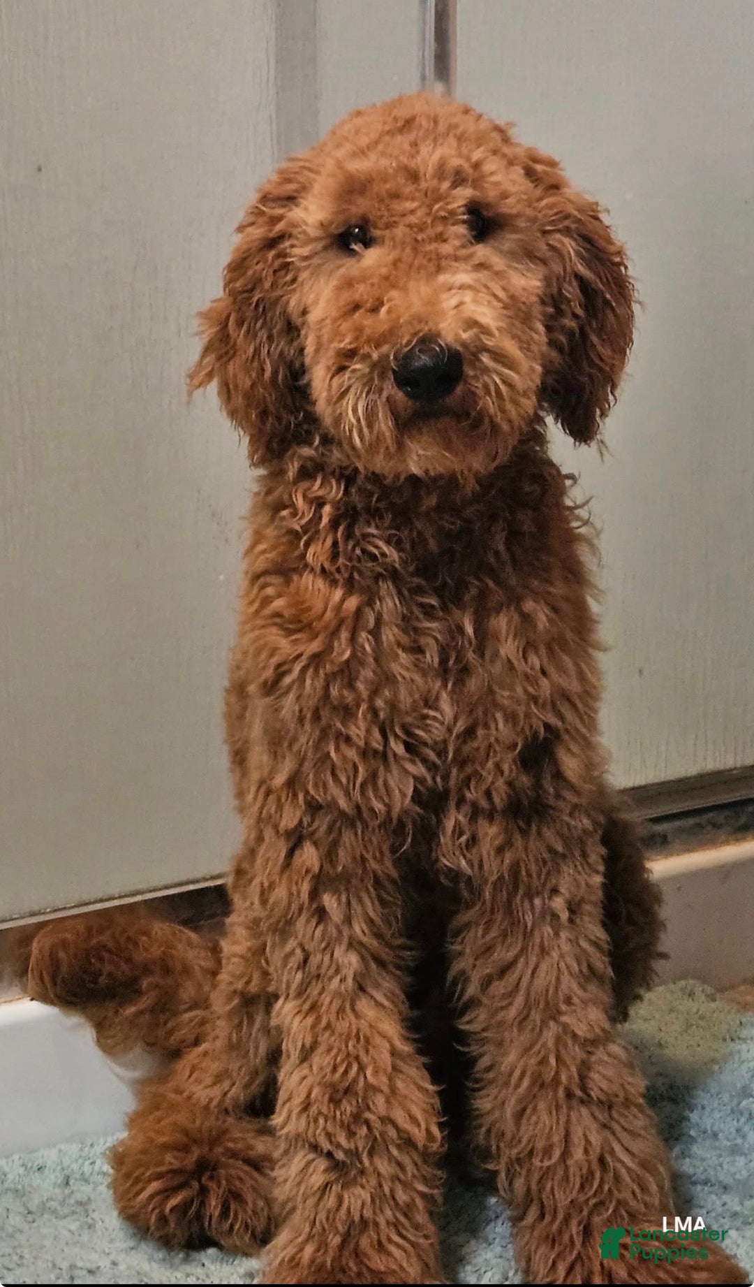 Goldendoodle dogs for sale: Bluey - Image 3