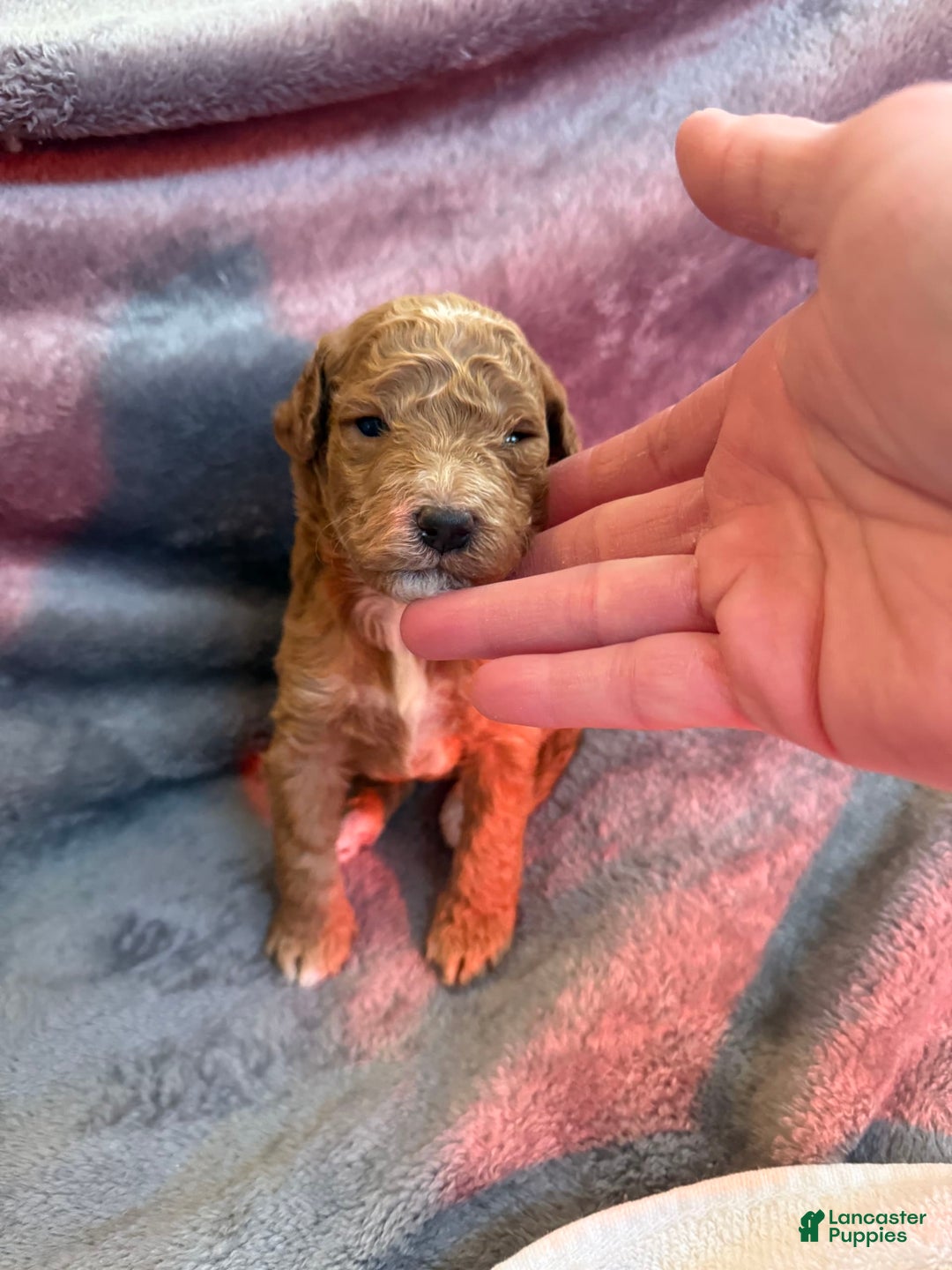 Mini Goldendoodle dogs for sale: Vanilla Bean - Image 1