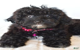 Bichpoo dogs for sale: Roxan - Image 2