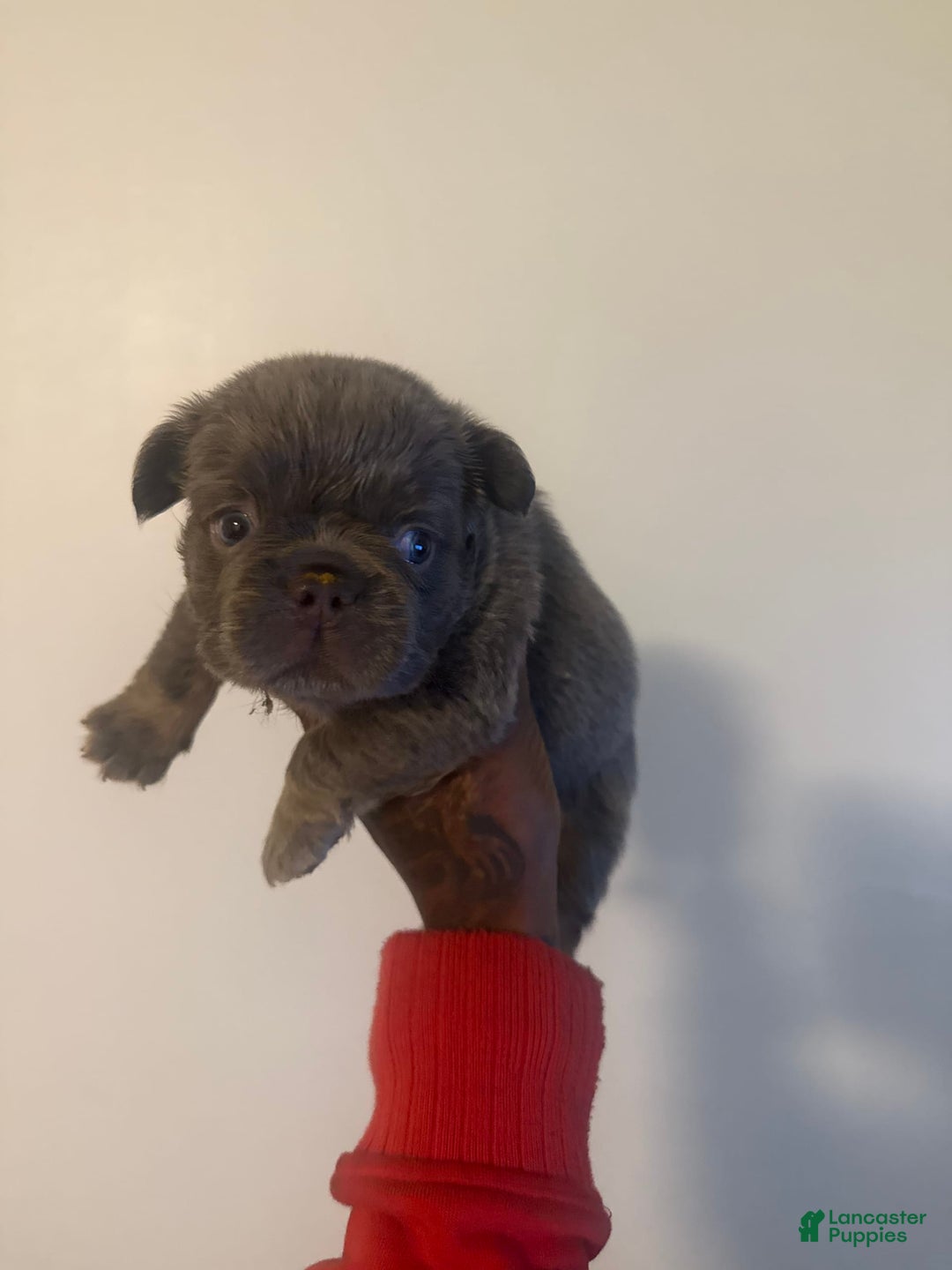 French Bulldog dogs for sale: Keke - Image 3