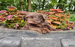 Labradoodle dogs for sale: Gracie - Image 4