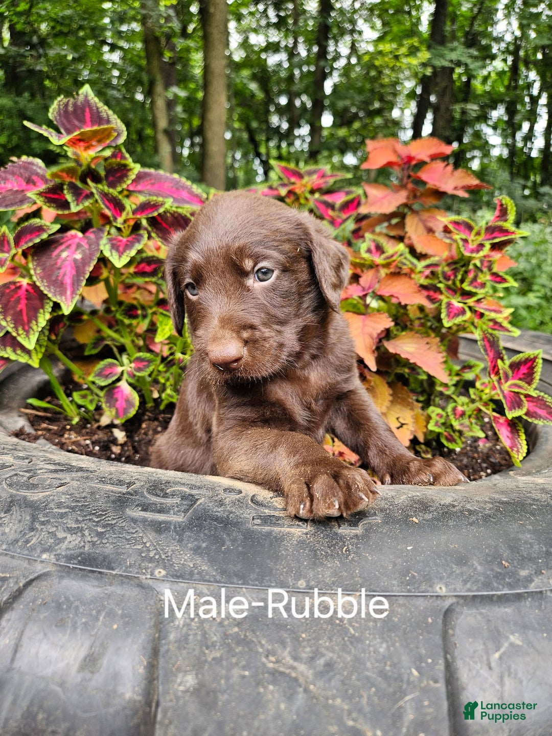 Labradoodle dogs for sale: Gracie - Image 4
