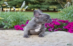 French Bulldog dogs for sale: Leo - Image 3