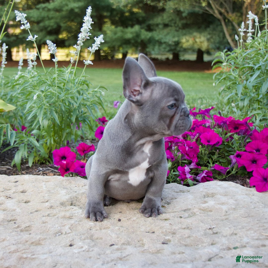 French Bulldog dogs for sale: Leo - Image 3