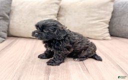 Shihpoo dogs for sale: Jasper - Image 1