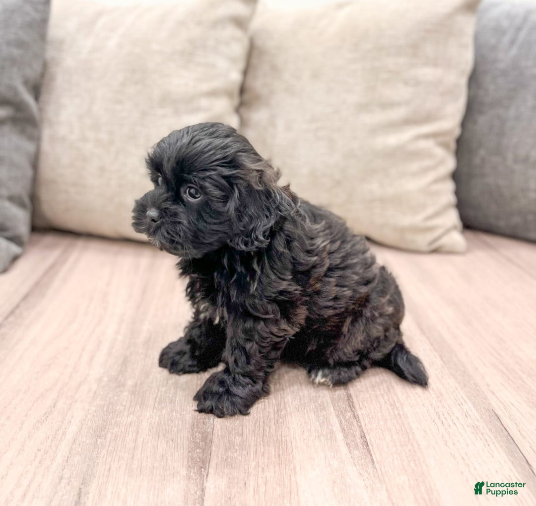 Shihpoo dogs for sale: Jasper - Image 1