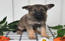 German Shepherd dogs for sale: Delmar - Image 2