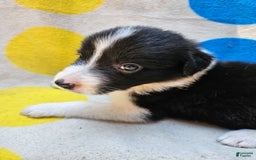 Border Collie dogs for sale: Donnie - Image 2