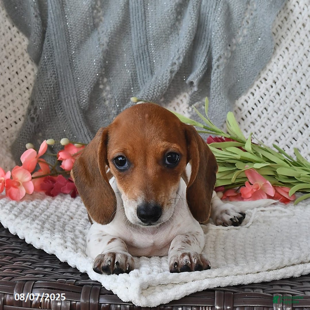 Miniature Dachshund dogs for sale: Miniature Dachshund 6 puppies - Image 5