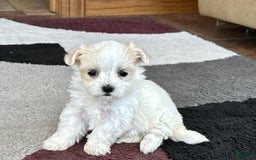 Maltipoo dogs for sale: Tina - Image 7