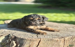 Miniature Poodle dogs for sale: Jasmine - Image 11