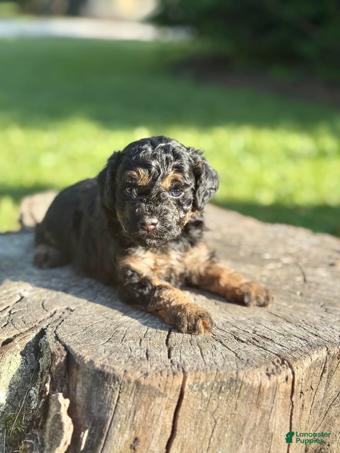 Miniature Poodle dogs for sale: Jasmine - Image 11