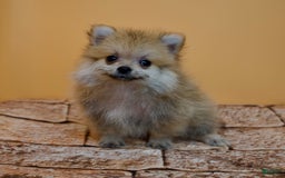 Pomeranian dogs for sale: Charlie - Image 11