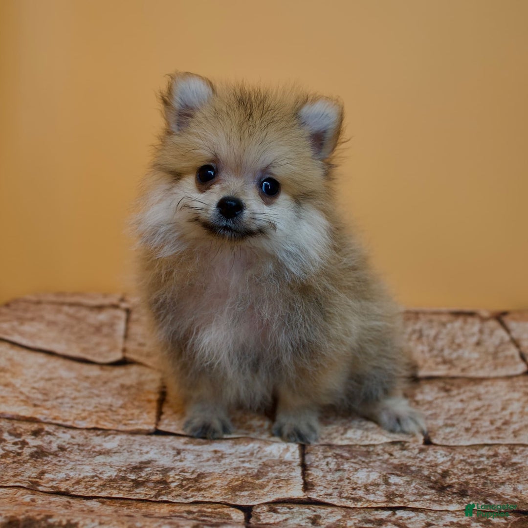 Pomeranian dogs for sale: Charlie - Image 11