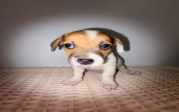 Jack Russell Terrier dogs for sale: Sydney - Image 6