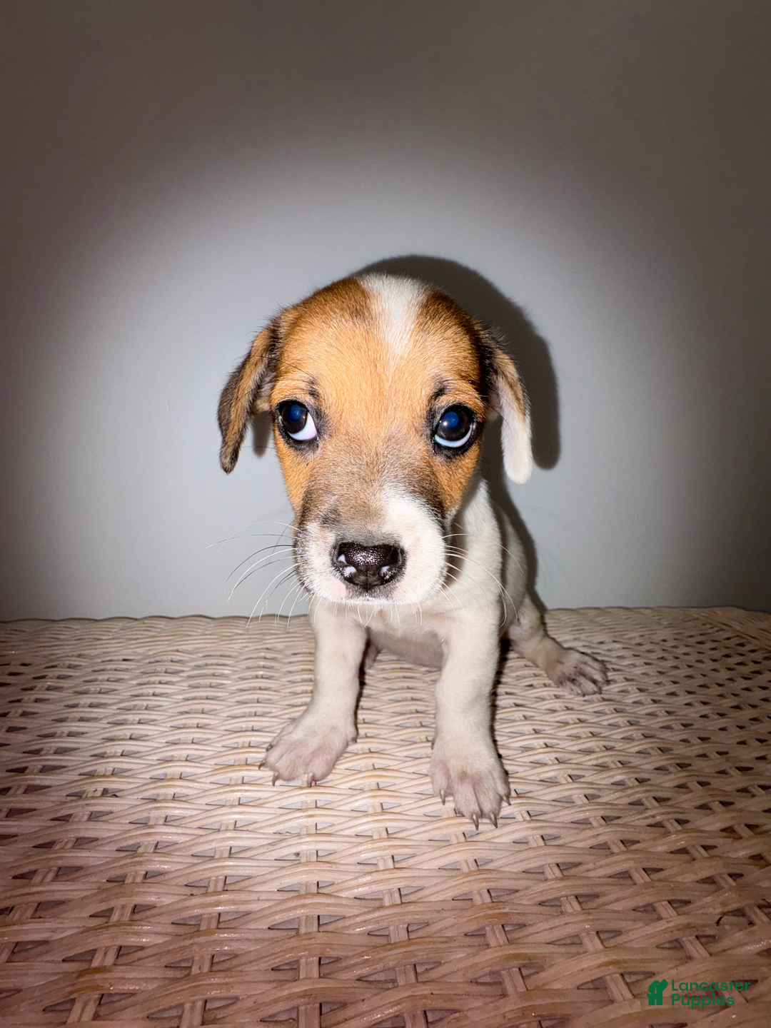 Jack Russell Terrier dogs for sale: Sydney - Image 6