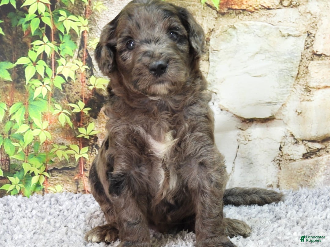 Mini Goldendoodle dogs for sale: Finn F1b - Image 1