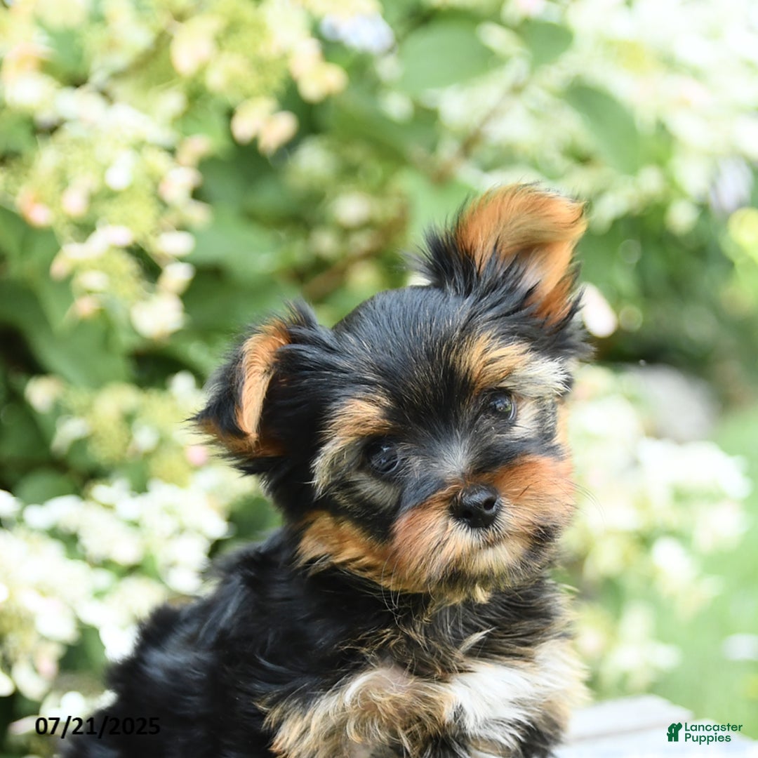 Yorkshire Terrier dogs for sale: Rover - Image 2