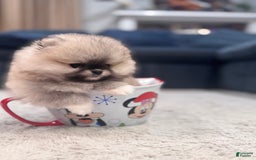 Pomeranian dogs for sale: Mila - Image 1