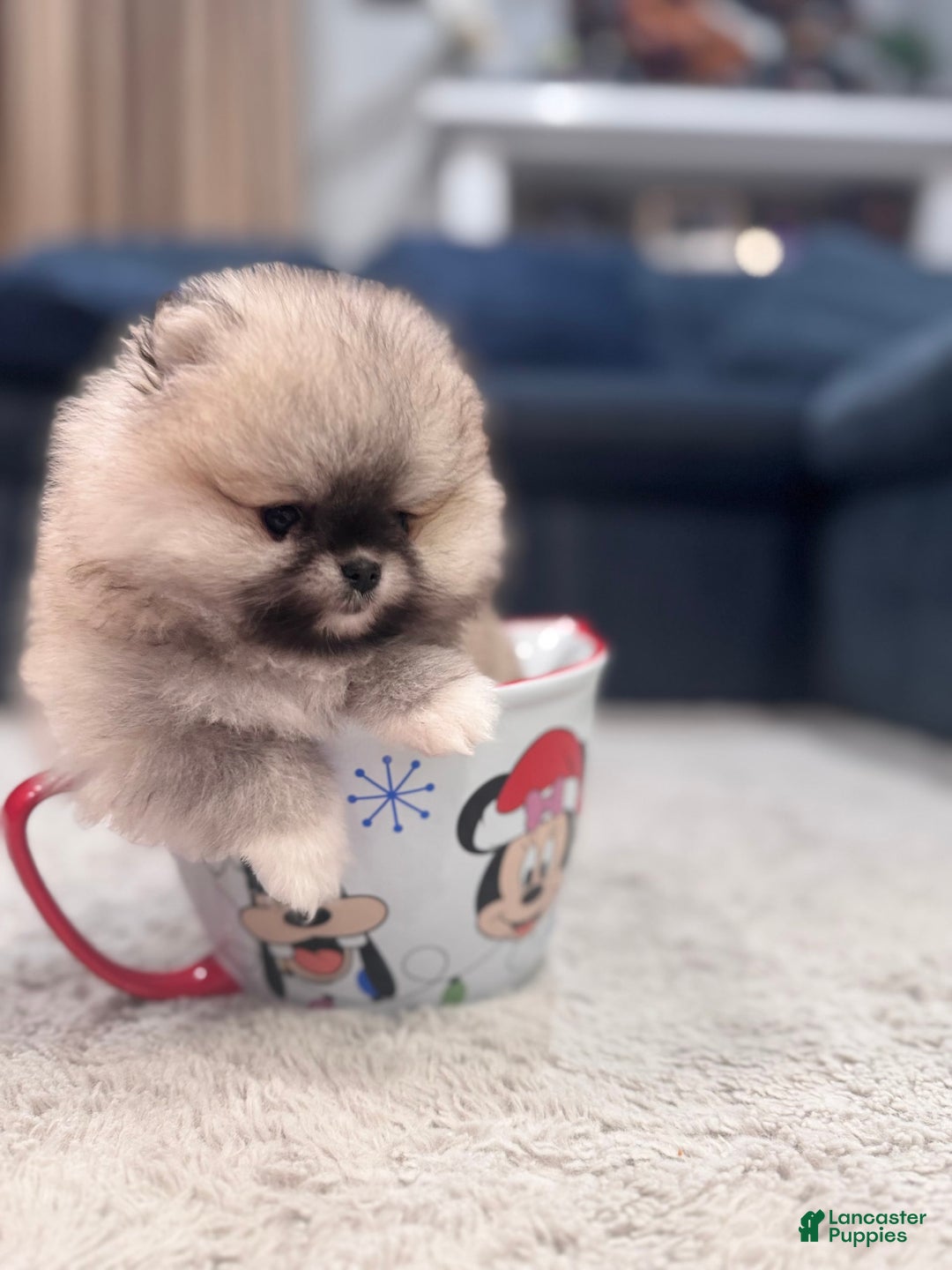 Pomeranian dogs for sale: Mila - Image 1