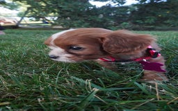 Cavapoo dogs for sale: Tiny Tim - Image 2