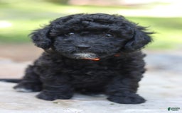 Miniature Poodle dogs for sale: Jax - Image 4